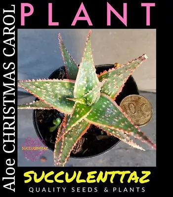 Aloe CHRISTMAS CAROL RED VARIEGATED SUCCULENT Haworthia And Gasteria Family  • $9.90