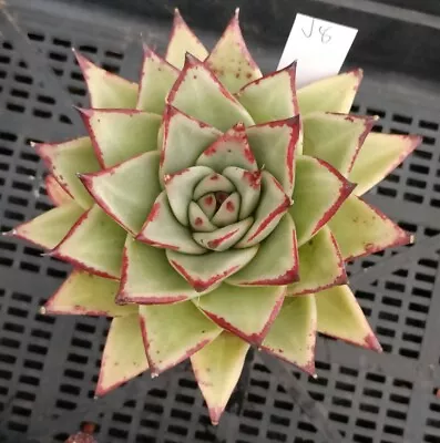 Echeveria Agavoides Ebony V8 Large • $45