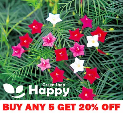£1.19 • Buy MORNING GLORY MIX - CYPRESS VINE - 55 Seeds - Ipomoea Quamoclit CLIMBING FLOWER