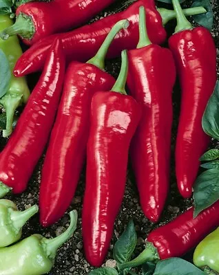 Pepper Italian Giant Marconi 25 Fresh Organic Seeds Heirloom Non Gmo Usa • $1.99