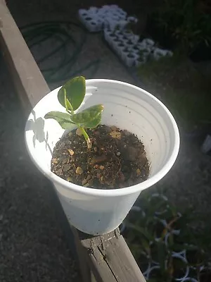 Purple Texas Mountain Laurel Sophora Secundiflorum Drought Tolerant Seedling • $23.50