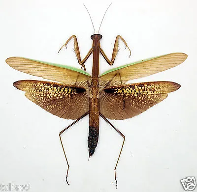 Mantidae -  Tenodera Aridifolia  (Pair) - Tapah Hills (Cameron Highlands) - Msia • $14.98