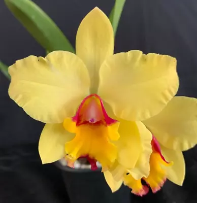 RON Cattleya Orchid C. Fire Magic X Rlc. Shin Shiang Diamond B873 • $18.50