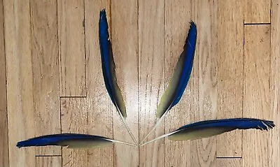 4 Macaw Flight Feathers  - Unbeatable Price! • $50