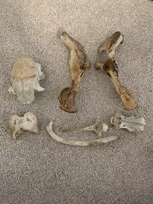 Random Lot Of Deer Bones And Skull Taxidermy  • $25