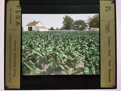 Vintage Glass Magic Lantern Slide VIRGINIA Tobacco Field Near Richmond 1911 • $4.99