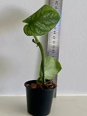 💚 COLLECTORS PLANT 💚  Monstera Dubia Rooted Cutting - Shingle Plant • $5