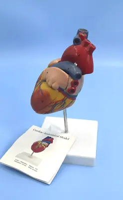 Anatomically Correct Heart Cardiac Medical Model 48 Marks 2 Painted Parts • $25