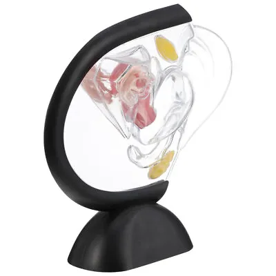  Medical Uterus Wall Model Ovary Heart Anatomical Human Models Nurse Tool • $40.75