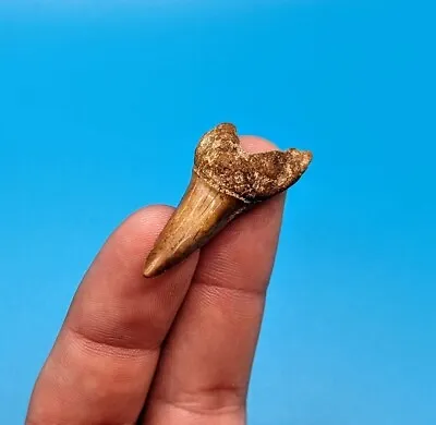 Beautiful Brown 1.6  Mako Shark Tooth North Florida Eocene • $22.75