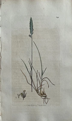£68.67 • Buy Original Antique Print - Botanical Art Print - James Sowerby - Trisetaria