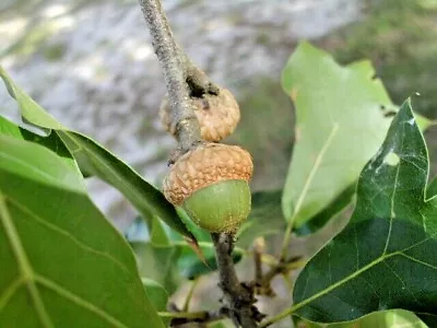 12 BLACKJACK OAK ACORNS - Quercus Marilandica Marilandica • $10