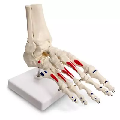 Evotech Scientific Human Foot And Ankle Model Life Size W/Muscle Origin & Inser • $44.05