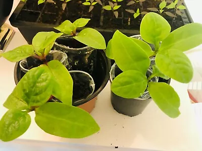 £9.99 • Buy Bangladeshi Pui Shak Plant, Malabar Spinach, Summer Spinach, Three Plants UK