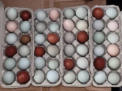 Chicken Eggs For Hatching Ameraucana/Easter Egger Black/Blue Copper/Golden Maran • $19.99