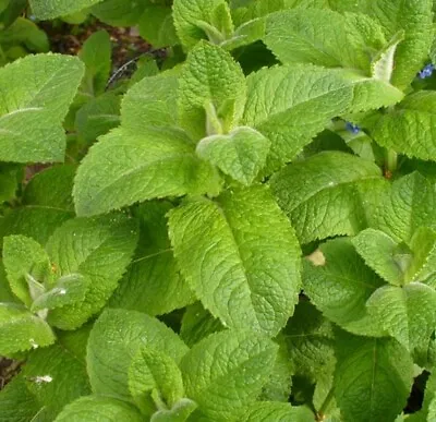 ORGANIC - 100 Mint Seeds Round Leaved Egyptian Mentha  - Fresh UK Seeds Non GMO • £2.25