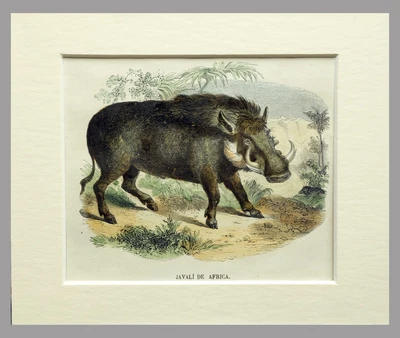 £19.62 • Buy (P1) 1863 Original Antique Engraving Hand Colored MAMMALS  (05162)