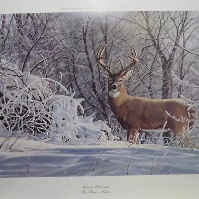 Bruce Miller Winter Whitetail Unframed Whitetail Deer Print S/N 209/750 • $65