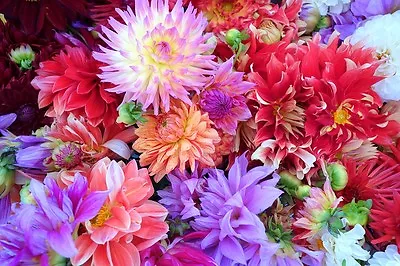 20 Dwarf Mixed Colors REDSKIN DAHLIA Variabilis Red Skin Bicolor Flower Seeds • $3