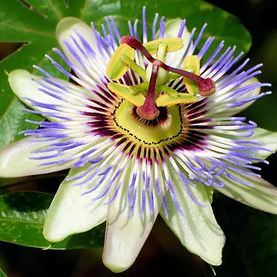 £12.99 • Buy Passiflora 'Caerulea' Semi-Evergreen Hardy Compact Garden Shrub | 9cm Pot