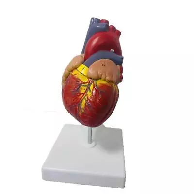 Human Heart Anatomy Model 1:1 Lifesize Medical Science Teaching Resources Kit • $43.65