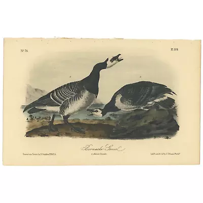 Audubon Birds Octavo 2nd Ed 1856 H/c Lithograph Pl 378 Bernacle Goose • $25.35