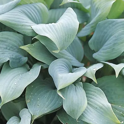 £9.99 • Buy Hosta 'Fragrant Blue' Herbaceous Perennial Hardy Plant In 9cm Pot