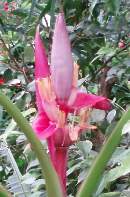 Musa Velutina | Hairy Pink Banana | 10_Seeds • $11.95