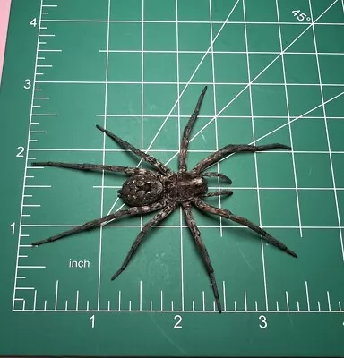 RARE  Thin Legged Wolf Spider Wet Specimen Oddities Taxidermy Mummified #1 • $30