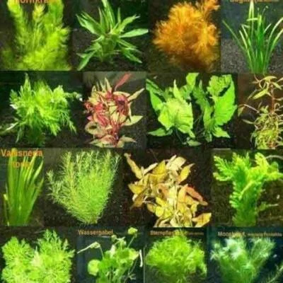 £9.34 • Buy Live Aquarium For Aquatic Tropical Fish Tank Plants Live Coldwater Bunched Plant