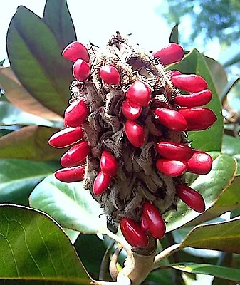 SOUTHERN MAGNOLIA Grandiflora Bull Bay Florida Tree FRAGRANT Plant Seed 15 Seeds • $9.99