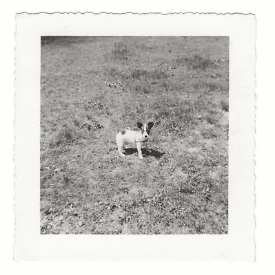 Cute Photo Of Puppy Small Dog Vintage Vernacular Square Snapshot • $3.60