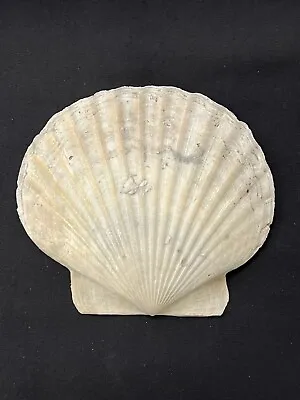 RARE Fossilized SCALLOP Shell From Central Florida - Pliocene Era. • $19.99