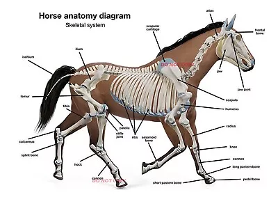Horse Skeleton Anatomy Diagram Poster A4 GLOSSY + FREE POSTAGE • £4.05