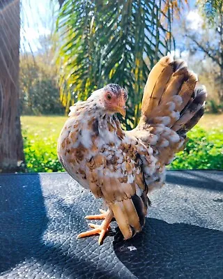 18+ Serama Bantam Hatching Eggs • $115