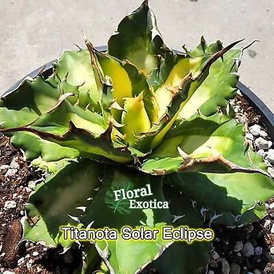 Agave Oteroi Solar Eclipse - Starter Pup • $16