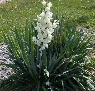 Yucca Filamentosa - Adam's Needle - Plant In 2 L Pot • £16.95