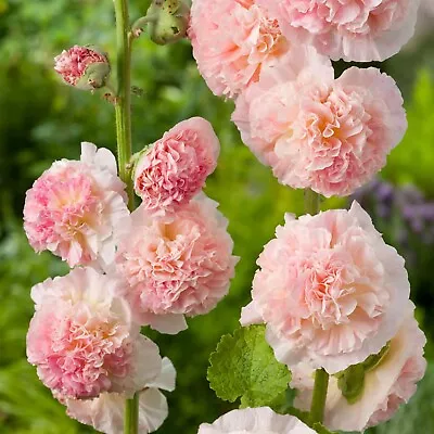 Hollyhock Plant 'Chaters Salmon-Pink' - Alcea Perennial In 13cm Pot • £11.99