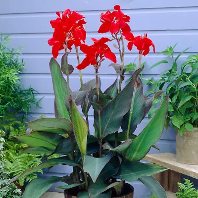 Canna BLACK KNIGHT X3 Bulbs Canna Flower Bulbs Ready To Plant • £13.95