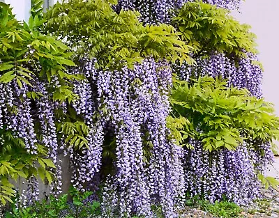 £3.10 • Buy 5 Seeds Wisteria Sinensis Wisteria Chinese Kidney