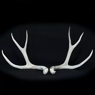 Matched Set Of Large 3 X 3 Mule Deer Naturally Shed Antlers Horns Sheds 22 + • $53.54