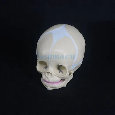 Human Fetal Baby Infant Medical Anatomical Skull Model For Art Sketch • £40.14