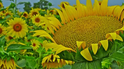 Sunflower GIANT MAMMOTH Yellow Flower Large Head 15 Seeds! GroCo # • $0.99
