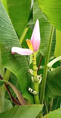 Manzano Banana (Apple Banana) - Musa - LIVE BANANA 10 Seeds • $4.50