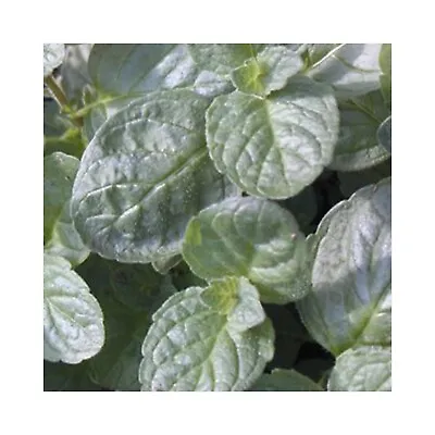 6 Grapefruit Mint Herb Plants Grow Your Own. Herb Garden • £12.99