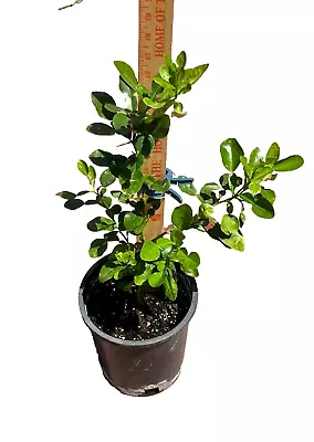 Kaffir Lime Tree 3 -24  Tall Live Rooted Plant • $27.99