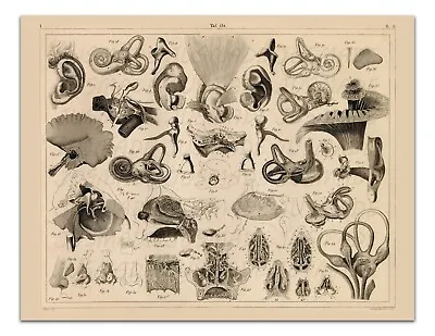 ANTHROPOLOGY – ANATOMY OF THE EARS & NOSE Vintage Illustration 17x22  Art Print • $20.99