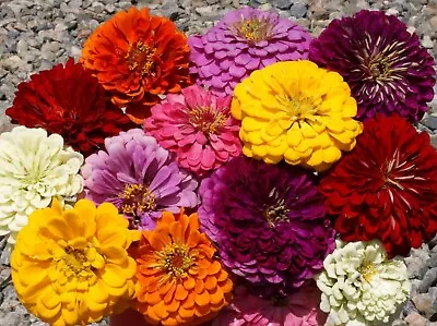 301+GIANT DAHLIA ZINNIA MIX Seeds Cut Flowers Summer Garden Container Fast Easy • $3.25