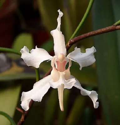 Orchid Plant aerides Vandarium • $19