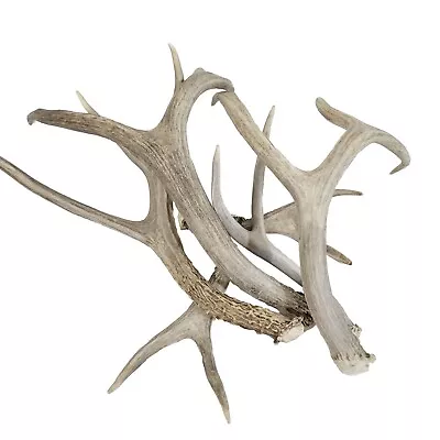 6 Small Medium Mule Deer Shed Horns Craft Antlers Sheds Lot Bulk Hard White • $39